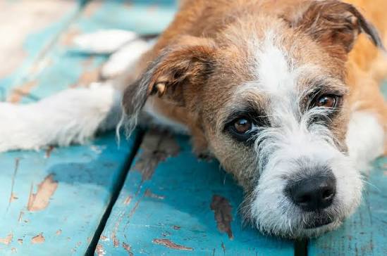 One Health in Action to Combat Zoonotic Diseases